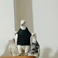 نر طوقی سیاه و زرین فوق درشت شش دانگ|پرنده|اهواز, سپیدار|دیوار