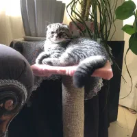 اسکاتیش نر۸ ماهه