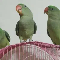 جوجه شاه طوطی