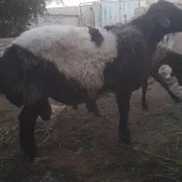 قوچ همو دورگ افشار در قوچان|حیوانات مزرعه|مشهد, گلبرگ شمالی|دیوار