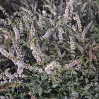 نعنا عرقی پر گل کیلویی ۴۰ هزارتومن