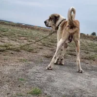 سگ ماده ۹ماهه