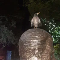 مرغ مینا گمشده