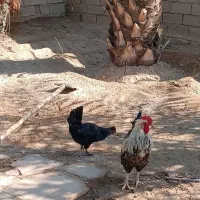 مرغ و خروس عربی اصل اصل تخم گذار|حیوانات مزرعه|باوی, |دیوار