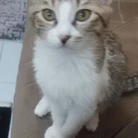 واگذاری گربه