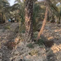 فروش نخل تره دالکی