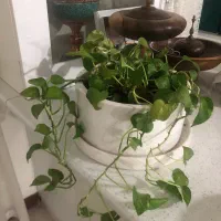 بوفه چوبی در حد نو کار خاص اصفهان و‌گل طبیعی|بوفه، ویترین، کنسول|تهران, صادقیه|دیوار