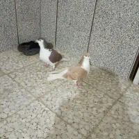 کبوتر خوشرنگ