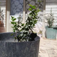 کلها سرسبز وطبیعی و سالم|گل و گیاه طبیعی|اصفهان, بوستان ناژوان|دیوار