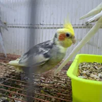 بهترین عروس هلندی