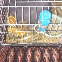 حیوانات خانگی