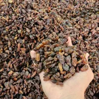 کشمش اصل ملکان|خوردنی و آشامیدنی|بانه, |دیوار