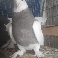 طوق سوسنی|پرنده|استهبان, |دیوار