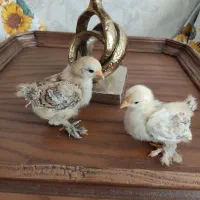 مرغ وخروس زینتی (کوشین)