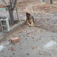 ژرمن شپرد اصل|سگ|تبریز, |دیوار