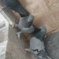 کبوتر پر|پرنده|جونقان, |دیوار