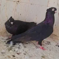 زاغ صربستانی
