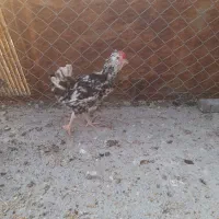 مرغ خروس گلین