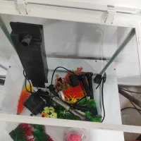 آکواریوم ماهی