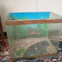 اکواریوم|ماهی|مشهد, قائم|دیوار