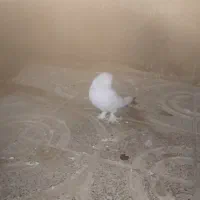 کبوتر دم چتری|پرنده|سیلاخور, |دیوار