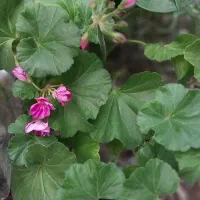 گل به مناسبت روز مادر|گل و گیاه طبیعی|کوهدشت, |دیوار