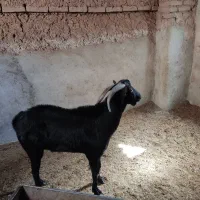 چپش مورسیا جوان