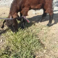 کهره ماده|حیوانات مزرعه|کهنوج, |دیوار