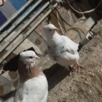 فروش پنج تا کفتر رنگی|پرنده|داراب, |دیوار