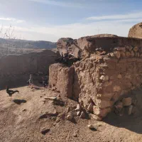 مرغ خروس لاری|حیوانات مزرعه|سقز, |دیوار