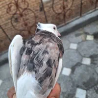 کفتر طوقی|پرنده|همدان, |دیوار