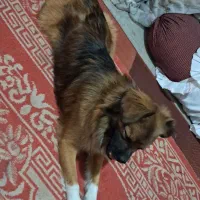 سگ پا کوتاه خیلی عالی بدون هیچ مشکلی شناسنامه دار|سگ|نورآباد ممسنی, |دیوار