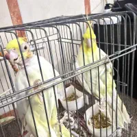 فروش عروس هلندی