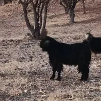 پازن ترکی در پاسارگاد|حیوانات مزرعه|پاسارگاد, |دیوار