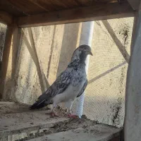 نر قاره پرشی