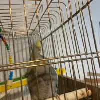 عروس هلندی|پرنده|پلدشت, |دیوار