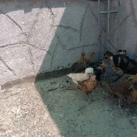 جوجه لاری برهما گلپایگان لهستانی جنگلی و دورگه|حیوانات مزرعه|مشهد, شهید احمدی روشن|دیوار