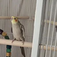 عروس هلندی نر