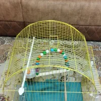قفس پرنده فروشی