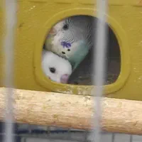 مرغ عشق|پرنده|اردبیل, |دیوار