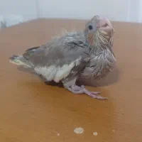 عروس هلندی آهویی زیبا