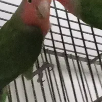 جفت کوتوله برزیلی جوجه مرغ عشق 1 کوتوله برزیلی نر