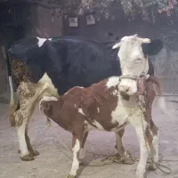 گاو گوساله ماده|حیوانات مزرعه|الیگودرز, |دیوار