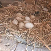 یک غاز نر و دو غاز ماده