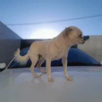 چیواوا اصیل، جیبی و کوچولو ،مناسب آپارتمان|سگ|حسن آباد, |دیوار