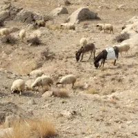 الاغ‌بفروش‌می‌رسد|حیوانات مزرعه|چالدران, |دیوار