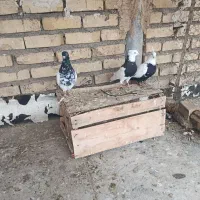 کبوتر|پرنده|اسفرورین, |دیوار