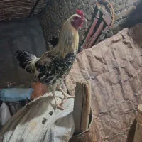 حراج خروس|حیوانات مزرعه|فیروزآباد (لرستان), |دیوار