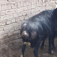 قوچ نژاد قره چال به شرت پرش