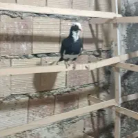 کفتر